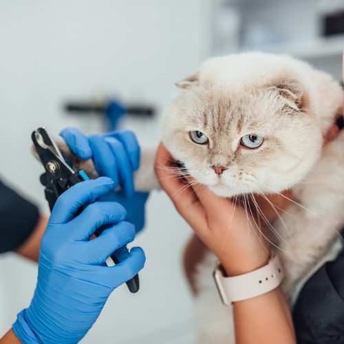 Pet Grooming Service