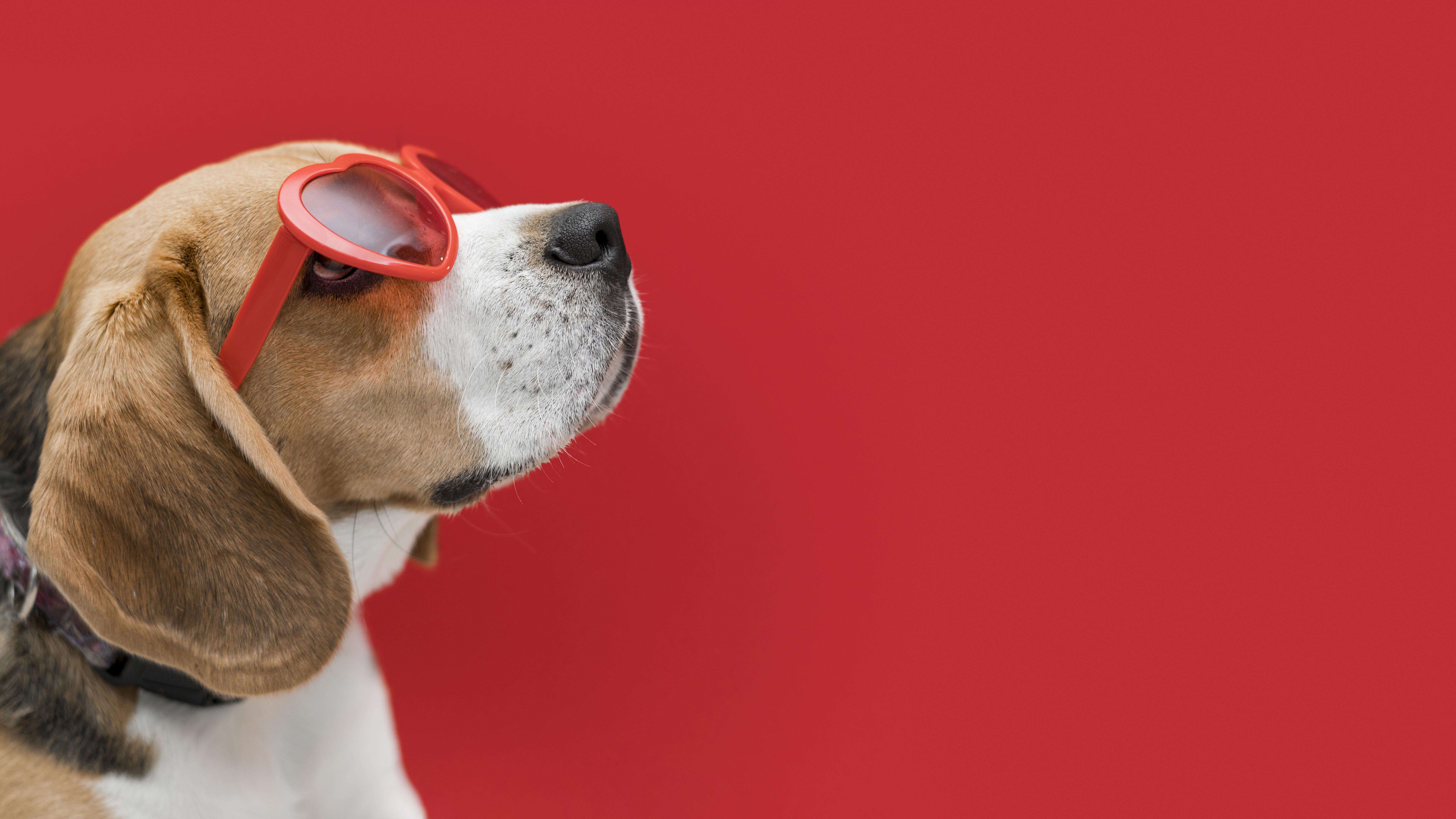 Pet Grooming Service